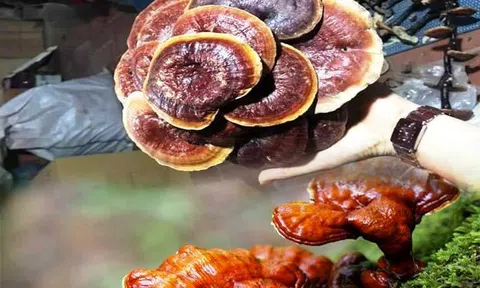 Nấm Lim Xanh: Có Tác Dụng Chữa Ung Thư Thật Không?