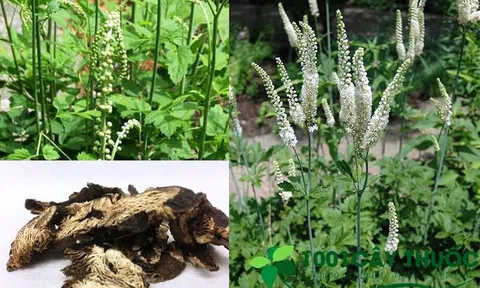 Cây Thăng Ma - Thanh nhiệt giải độc, Thăng Dương dành cho nam giới