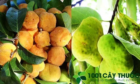 Cây Chay - Vị thuốc quý ở Việt Nam và các công dụng chữa bệnh