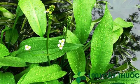 Cây Trạch Tả và các bài thuốc chữa Bệnh