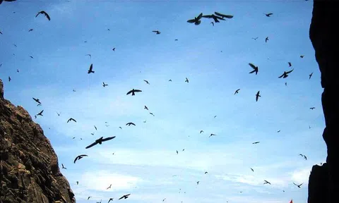 Ngày tình yêu nói về loài chim Yến