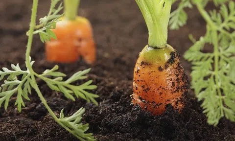 Các hành vi bị nghiêm cấm trong khi tiến hành các hoạt động trên đất