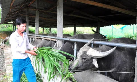 Bắc Quang (Hà Giang) khai thác lợi thế địa lý để phát triển kinh tế - xã hội bền vững