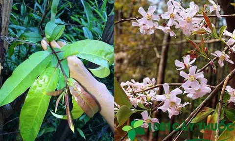 Công dụng của cây Thành Ngạnh