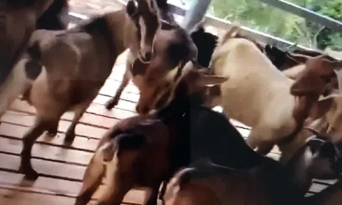 Mô hình dự án quy mô gia đình đang phát triển ở Hà Giang