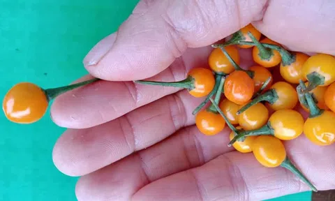 Thanh niên khởi nghiệp trồng Ớt Charapita trong nhà lưới thích ứng với biến đổi khí hậu