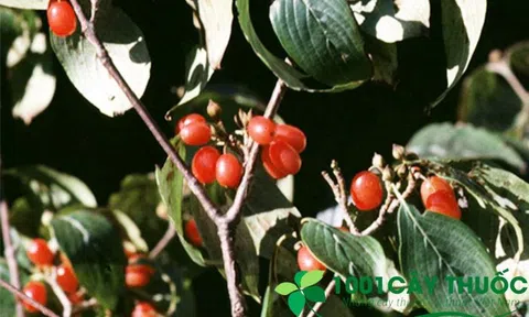 Chữa Thận Hư, Di tinh, Tiểu đêm từ Sơn Thù Du