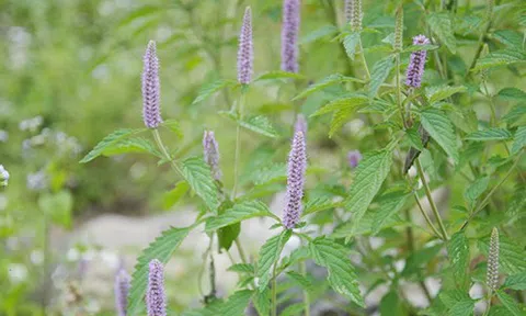 Mùa Mật ong hoa Bạc Hà