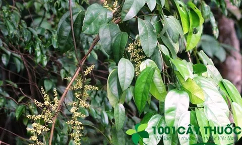 Những bài thuốc chữa bệnh từ cây Hoàng Đằng