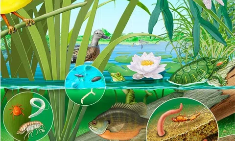 Văn hóa sinh thái, nhân văn và hệ thống tự nhiên, con người, xã hội