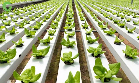 Chuyển đổi canh tác theo nông nghiệp hữu cơ xu thế thời đại?