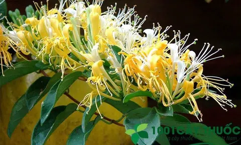 Công dụng của Cây Kim Ngân Hoa trong Đông Y