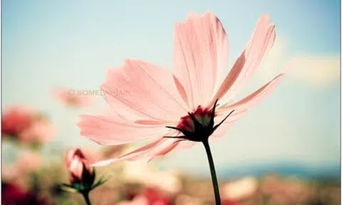 Những biểu hiện của người sống chân thật