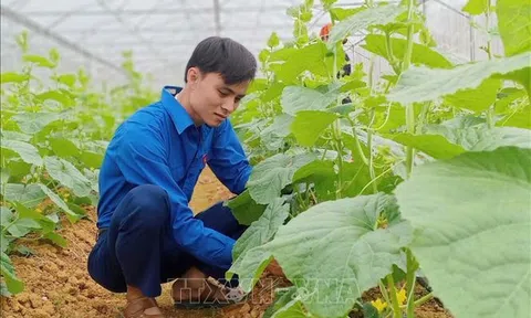 Khởi nghiệp từ làm nông với sản phẩm sạch