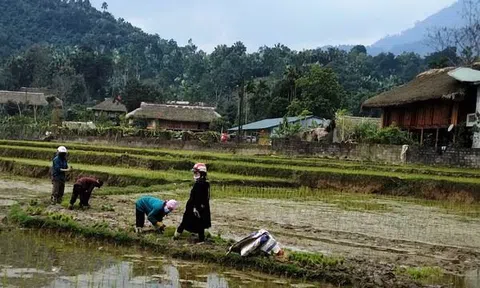 Những người mót mạ đường xa
