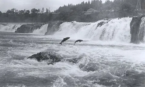 Chuyện 3 loài cá, dạy ta cách làm người