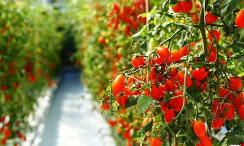 Tìm hiểu về VietGAP và VietGAP trồng trọt