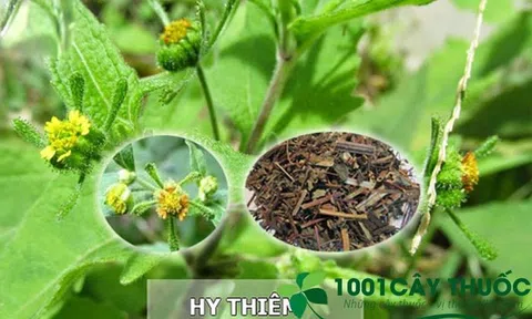 Các bài thuốc từ cây Hy Thiêm Thảo trong điều trị bệnh