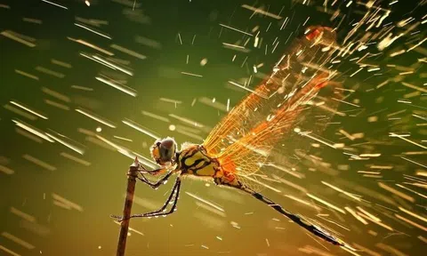 Một điều đáng sợ hơn nghèo khó: Sở hữu trí thông minh tầm thấp, sống khôn vặt!