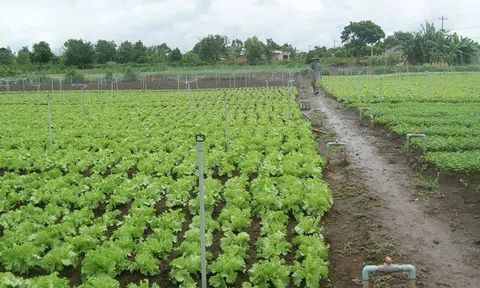 Tìm hiểu về VietGAP và VietGAP trồng trọt