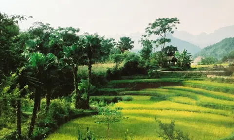 Cây Cọ trong hồi ức của tôi