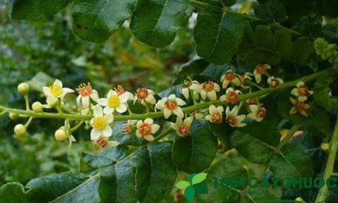 Các bài thuốc từ Nhũ Hương