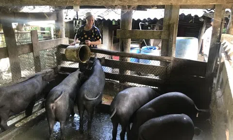 Cao Bằng: Phát triển chăn nuôi theo hướng bền vững