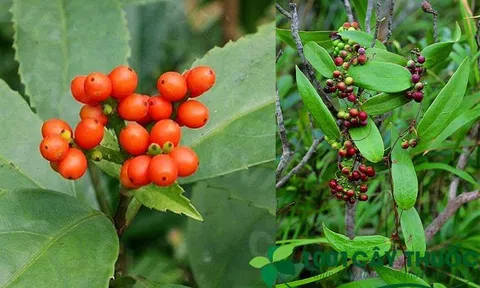 Các bài thuốc từ cây Sói rừng