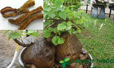 Bài thuốc từ củ Bình vôi