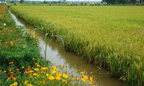 Cần ưu tiên trồng cây phân tán bản địa