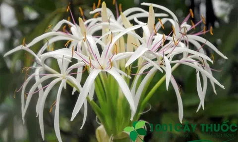 Cây Náng Hoa Trắng và dược tính