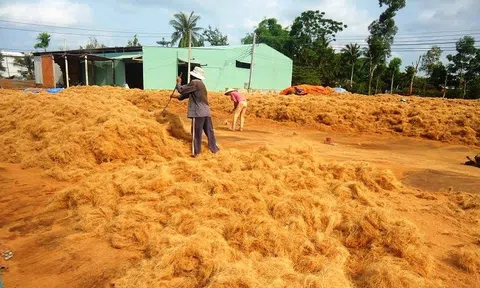 Giá thể xơ dừa trong nông nghiệp không dùng đất