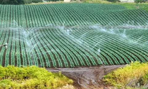 Tưới tiêu hiện đại trong canh tác nông nghiệp