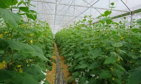 Từ trang trại đến bàn ăn và chất lượng sản phẩm nông nghiệp