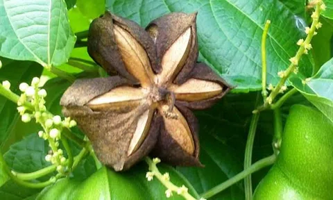 Cây Sachi một loại cây thích nghi ở Việt Nam