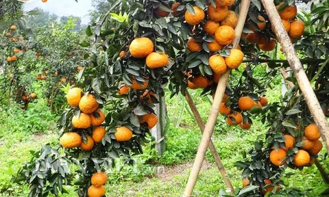 Bắc Quang (Hà Giang) khai thác lợi thế địa lý để phát triển kinh tế - xã hội bền vững