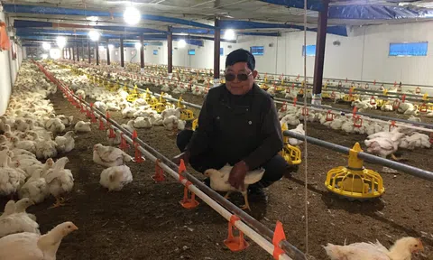 Thái Nguyên: Chăn nuôi hiện đại, liên kết chuỗi