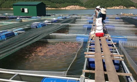 Hà Giang: Bắc Quang Phát huy thế mạnh nuôi trồng thủy sản