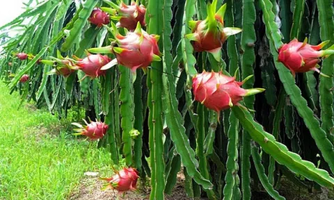 Tiền Giang: Nông dân tiếp tục phá bỏ vườn thanh long