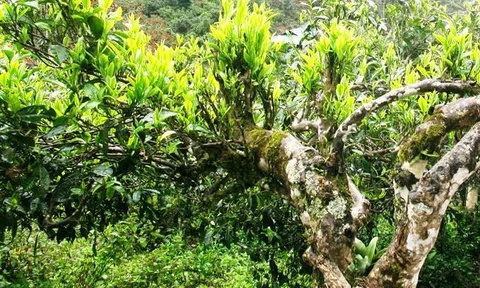 Bán sản phẩm OCOP: ít giá cao hay bán nhiều giá thấp (Bài 3)