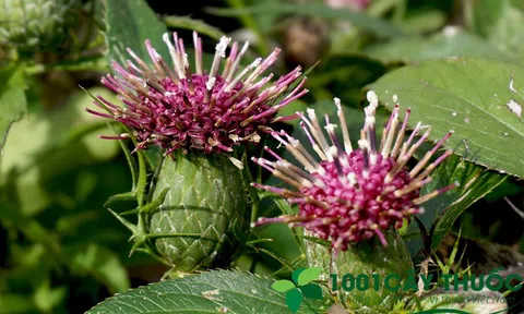 Bạch Truật: Từ dược liệu làm trắng da tới bài thuốc chữa viêm Đại Tràng