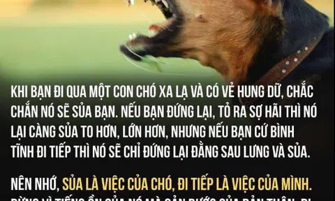Về câu ngạn ngữ “Chó cứ sủa đoàn người cứ đi”