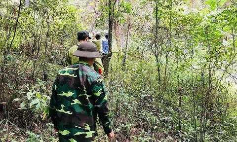 Sơn La: Kiên quyết thu hồi rừng nếu để xảy ra mất rừng