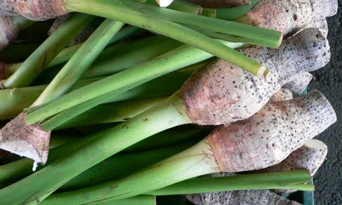 Bảo tồn tài nguyên di truyền thực vật trên thế giới (Phần I)