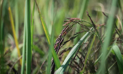 Những nỗ lực bảo tồn tài nguyên di truyền thực vật lương nông ở Việt Nam (Phần III)