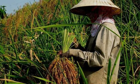 Bảo tồn và phát triển ngoại vi tài nguyên di truyền lương nông  (Phần IV)