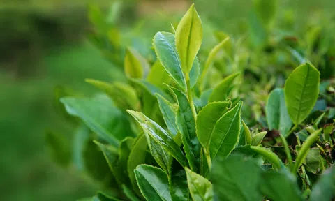 Đa dạng tài nguyên di truyền thực vật lương nông ở Việt Nam (Phần II)