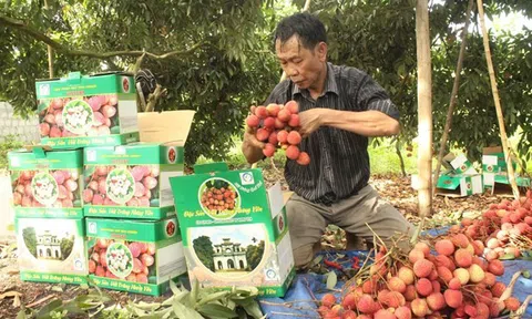 Lưu ý một số mặt hàng nông sản chưa đạt chuẩn của EU