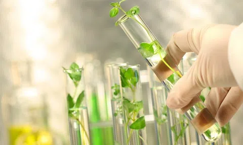 Bảo tồn và phát triển nội vi tài nguyên di truyền thực vật lương nông (Phần V)