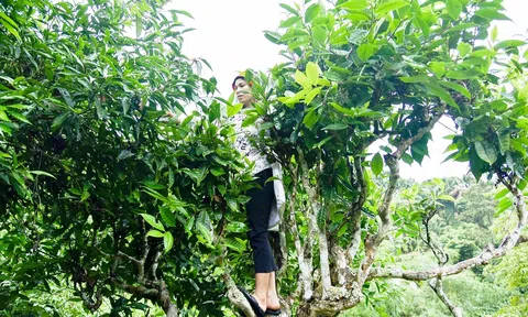 Mỏ vàng xanh trên triền núi xanh